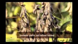 Video The Soy Process From plantation to soymilk [upl. by Nylemaj]