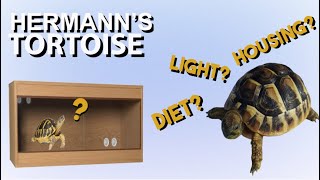 Hermann Tortoise Care Guide Everything you need to know Testudo Hermanni [upl. by Leorsiy539]