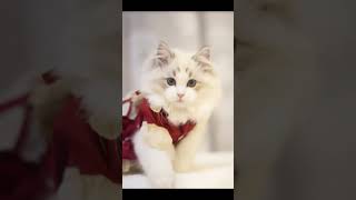 Kucing lucu  ep 224 cat cats catlover catvideos catshorts catlovers catholic catcute [upl. by Tankoos]