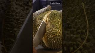 Amazing Blackthorn Durian Opening Skill blackthorndurian [upl. by Dnomsad]