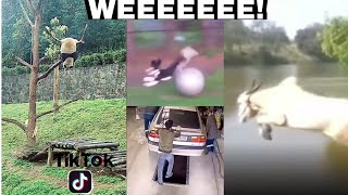 WEEEE all the funny wee videos [upl. by Atinas]