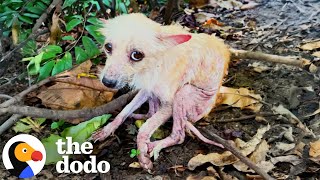 Dog Found In Forest Completely Transforms  The Dodo [upl. by Lledniw552]