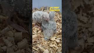 Yellow sided conure hand feeding chick 🐣pineappleconure smallconure viralvideo africanbird bird [upl. by Roel]