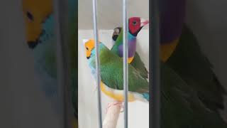 Amazing Gouldian Finch Bird shortsviral shortsvideo [upl. by Myrvyn]