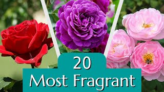 20 of the Most Fragrant Roses [upl. by Ahsait682]