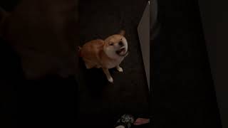 Hair Dryer Face🤣 dogs funny love shiba viral viralvideo viralshorts shorts [upl. by Naivaf]