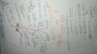 Brachial Artery and Its Branches  Upper Limb Anatomy [upl. by Reniti109]