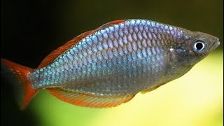 Neon Dwarf Rainbowfish Care  Praecox rainbow fish gender feeding breeding and tank mates [upl. by Giraldo]