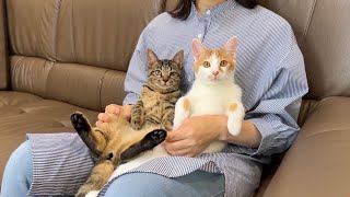 里親になる母親と子猫たちが対面したら相性抜群で初日にまさかのこうなっちゃいました… [upl. by Nebra]