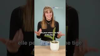 🌸 Comment faire refleurir une orchidée [upl. by Pond]