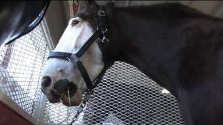 Clydesdales pull their weight at the fair [upl. by Mitzie]