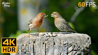 Cat TV for Cats to Watch 😺 Beautiful Birds Enjoy the Summer 🐦 8 Hours 4K HDR 60FPS [upl. by Bat]