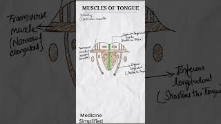 Muscles of Tongue  Intrinsic muscles of tongue  Extrinsic muscles of Tongue shorts anatomy [upl. by Tnerb110]