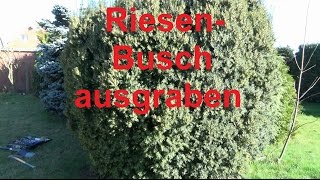 Großen Busch ausgraben Baumstümpfe Eibe Hecke Baum entfernen ausgraben Baumwurzel Baumstumpf [upl. by Anaytat]