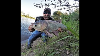 Bighead Carp on a Fly Rod [upl. by Vivien]