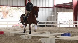 Cavaletti Training for Horses with Erika Jansson Dressage Trainer [upl. by Orban]