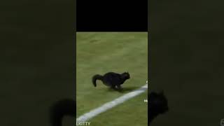 cat plays football credit Owlkitty shorts football [upl. by Mariken]