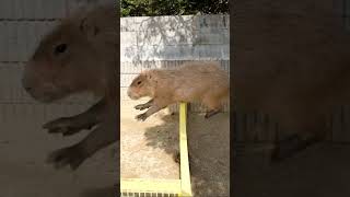 Unbelievably Hilarious Capybara Memes Thatll Make You Go quotHUHquot [upl. by Ardnahcal]