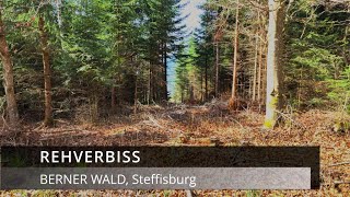 Rehverbiss im Berner Wald [upl. by Einyaj]