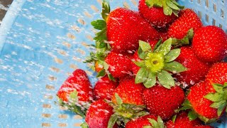 How To Wash Your Berries The RIGHT Way According To a Produce Pro [upl. by Ahsyle]