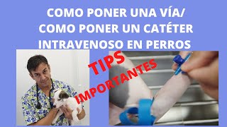 ⭕ Cómo poner un catéter intravenoso en el perro  Cómo poner una vía en el perro ⭕ [upl. by Lupe552]