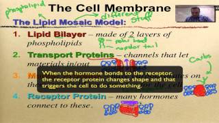 Chapter 7 Part 10  Cell Membrane [upl. by Bille]