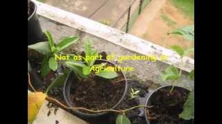 Mandevilla Propogation  Simple amp Successful [upl. by Leay776]