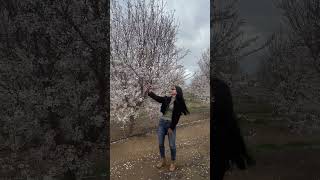 Almond Blossom at almond farm [upl. by Adnerb942]