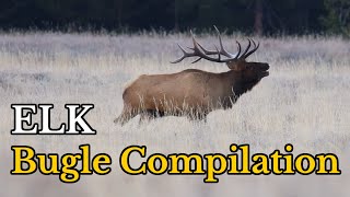 Amazing Sound of ELK Bugle During The Rut  Elk Bugling Sounds [upl. by Atiniuq]