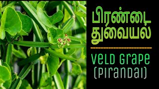 பிறண்டை துவையல்  PIRANDAI THUVAIYAL  Easy recipe  VELD GRAPE  Playmusic Recipes  MrsAnthony [upl. by Sale]