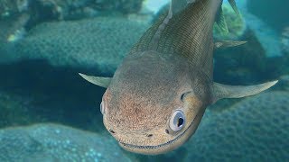 Ligulalepis — the 400 millionyearold ancestor to all bony fish [upl. by Docia977]