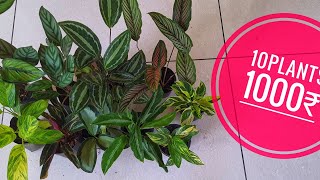 calathea combo plants available [upl. by Eelik]