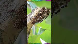 The differences between bees wasps and hornets wasps bees hornets short [upl. by Notnarb]