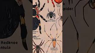 Types of spider Mexican Redknee Tarantula memes facts shorts [upl. by Feingold]