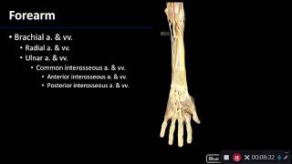 Vasculature Overview of Upper Limb  Dissection Supplement [upl. by Ainehta]