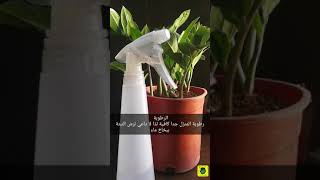 تعرف على نبتة الزاميا وكيفيةتكاثرهاzz plant [upl. by Nylqcaj461]