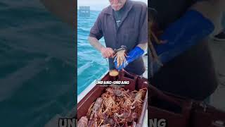 Kenapa Lobster Ini Dibuang Ke Laut shrots [upl. by Gonagle421]