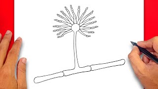 How to draw Aspergillus Fumigatus  Easy Drawing Aspergillus Fumigatus [upl. by Cacilia977]