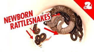 Rattlesnake Has Babies  In The Bucket Now What [upl. by Aday]