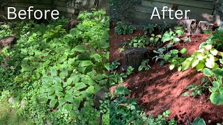 How I Rescue My Neglected Backyard Garden 🌿🍃😍 Garden Transformation 🌿 [upl. by Orazio207]