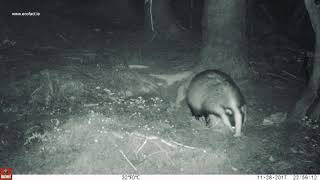 Nice footage of badgers collecting bedding [upl. by Abroms]