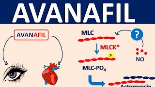 Avanafil spedra  Uses side effects amp precautions [upl. by Graeme]