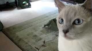 Tonkinese Cats Coming Home Anniversary Day HD [upl. by Kev]