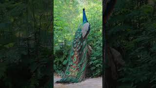 Poacock 🦚 video sort like સબસ્ક્રાઇબ ok thanks 🙏 [upl. by Atisor515]