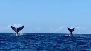 Humpback Whales off Sunshine Beach Noosa Heads [upl. by Aital1]