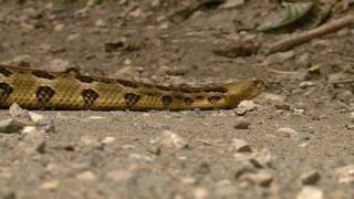 Rattlesnake sightings more common in August still rare [upl. by Lomax853]