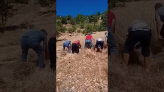 Nomadic men are harvesting crops with sickles during harvest time in the village keşfet doğa köy [upl. by Odranreb]