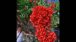 Flowers from Kefalonia Melissani Cave IV [upl. by Akemed]