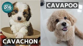 Cavachon VS Cavapoo  These Are the Similarities and Differences Between Cavachon and Cavapoo [upl. by Annayram]