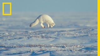 The Unsung Heroes of the Arctic  Ep 3  Wildlife The Big Freeze [upl. by Teiv]